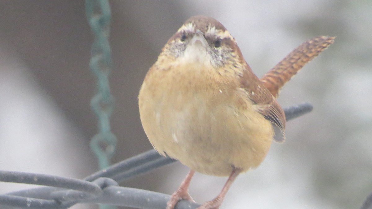 Carolina Wren - ML391609931