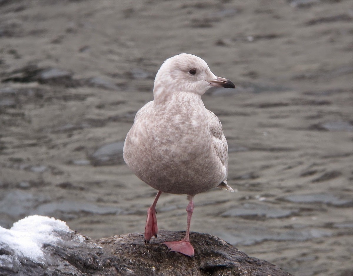 Iceland Gull (kumlieni/glaucoides) - ML391611641