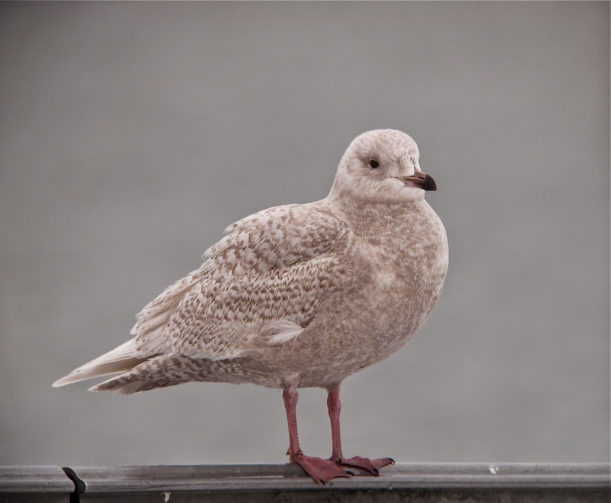 Iceland Gull (kumlieni/glaucoides) - ML391611651