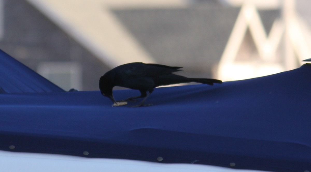 Boat-tailed Grackle - ML39161191