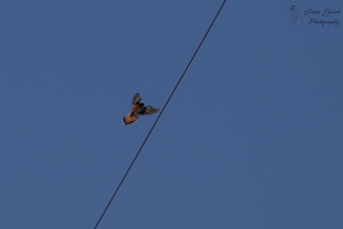 American Kestrel - ML391611981