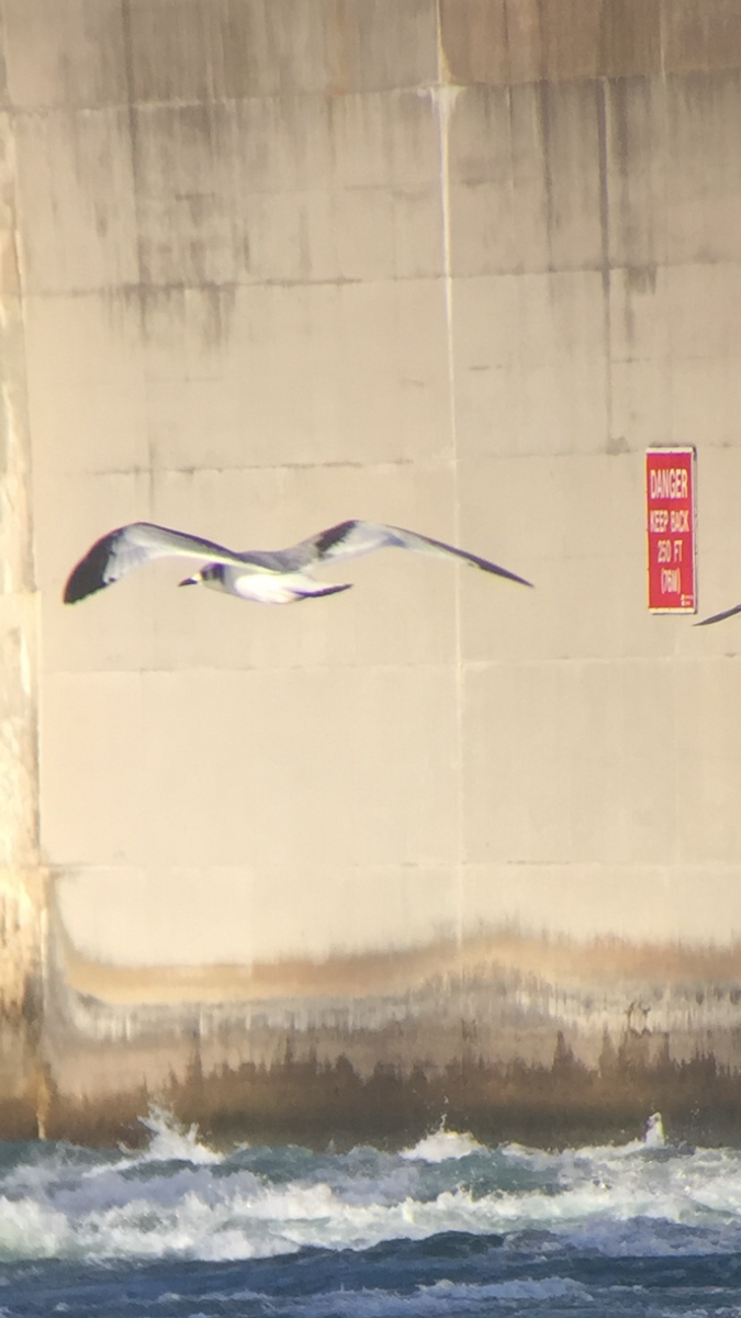 Black-legged Kittiwake - ML39161201