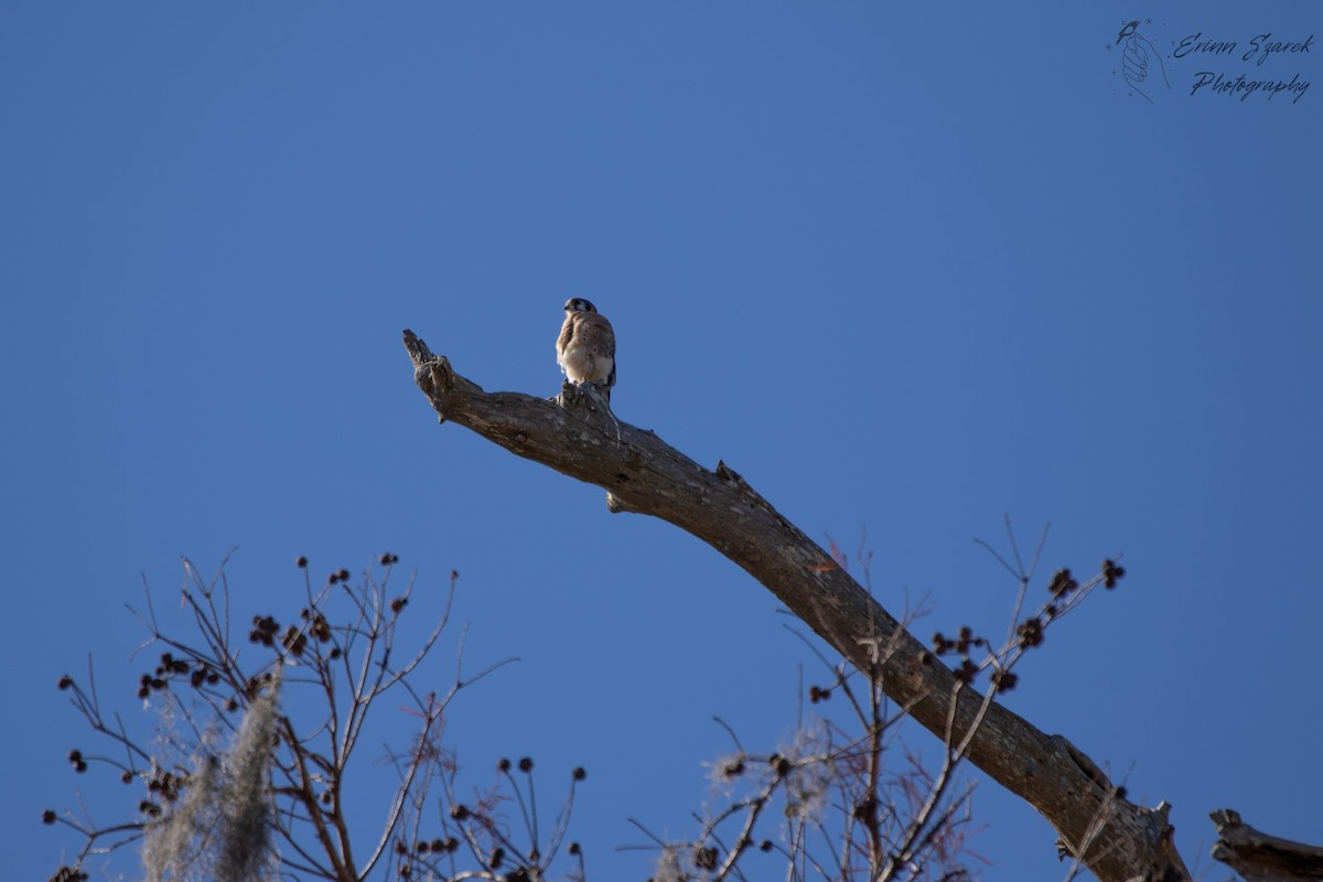 American Kestrel - ML391612041