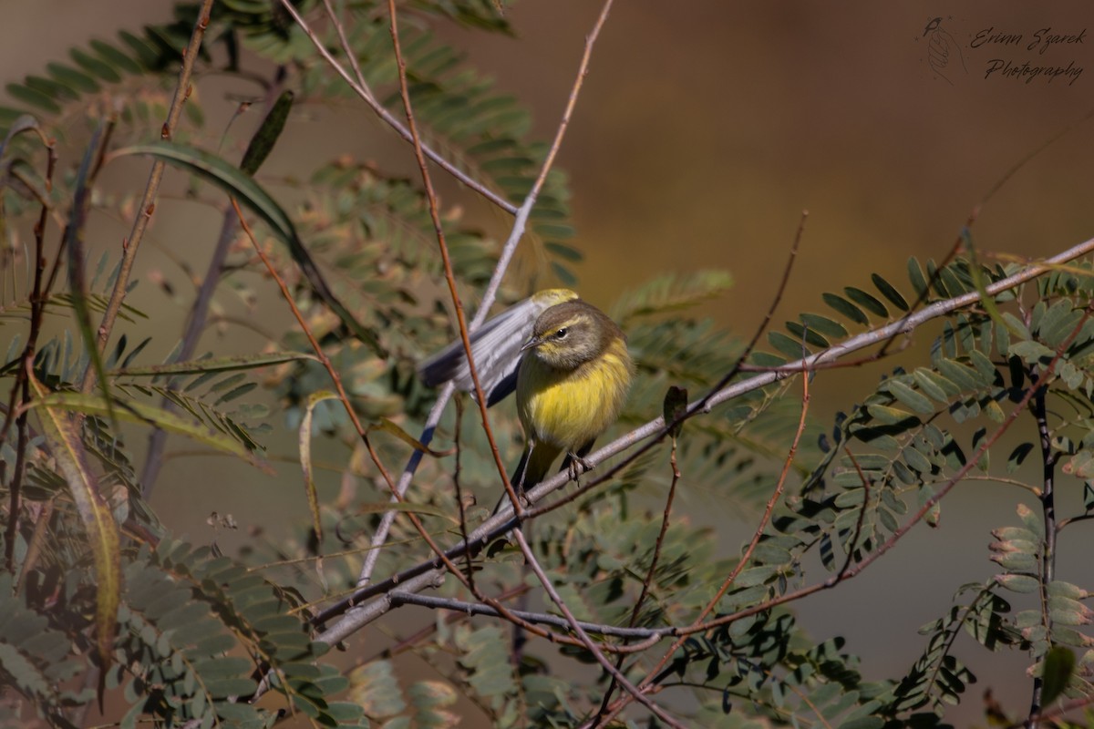 Palmenwaldsänger - ML391612141