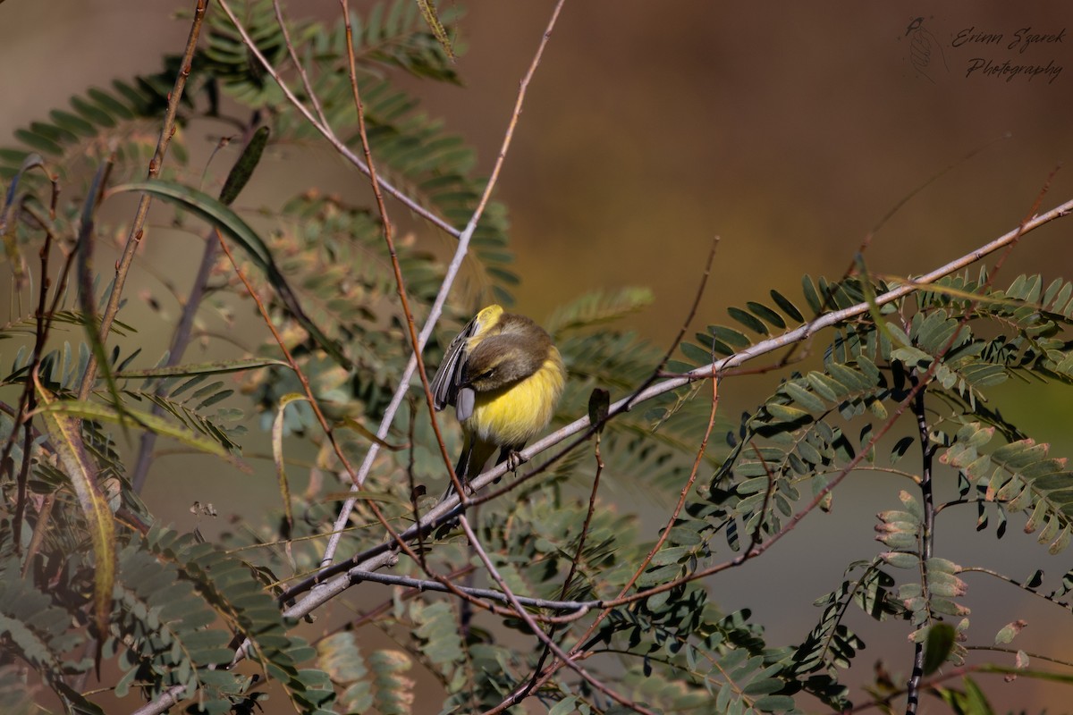 Palmenwaldsänger - ML391612171