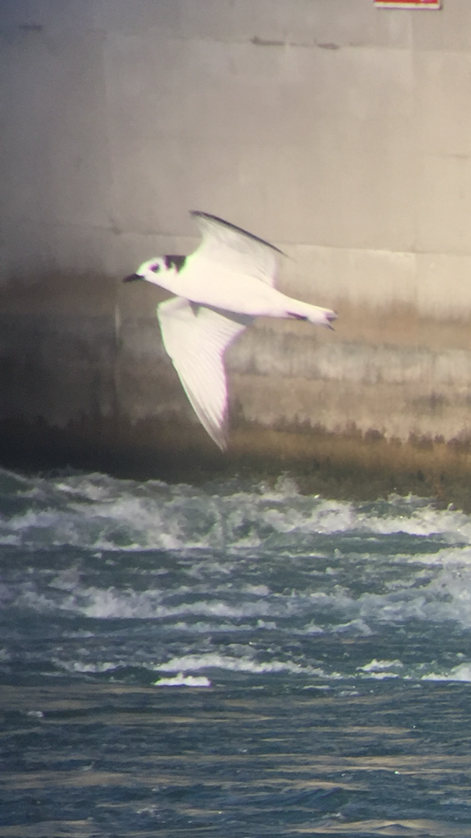 Black-legged Kittiwake - ML39161241