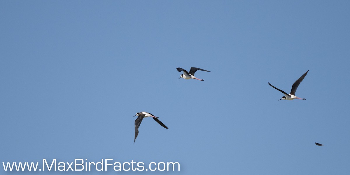 Black-necked Stilt - Maxfield Weakley