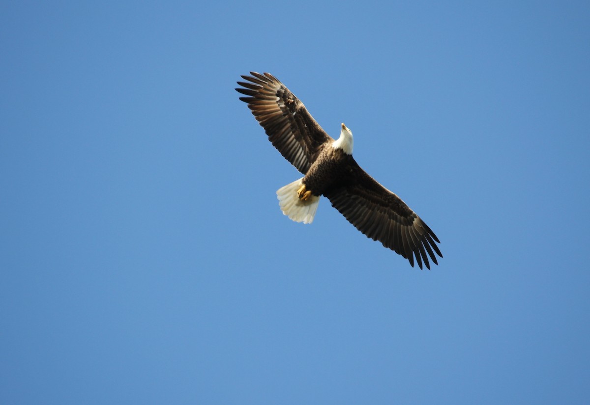 Bald Eagle - ML39161371