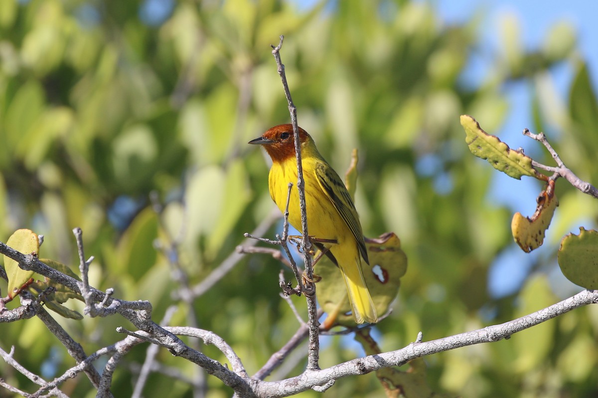 Yellow Warbler (Mangrove) - ML391613821