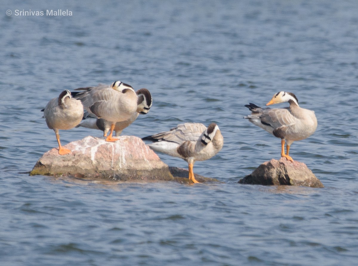 Bar-headed Goose - ML391614191