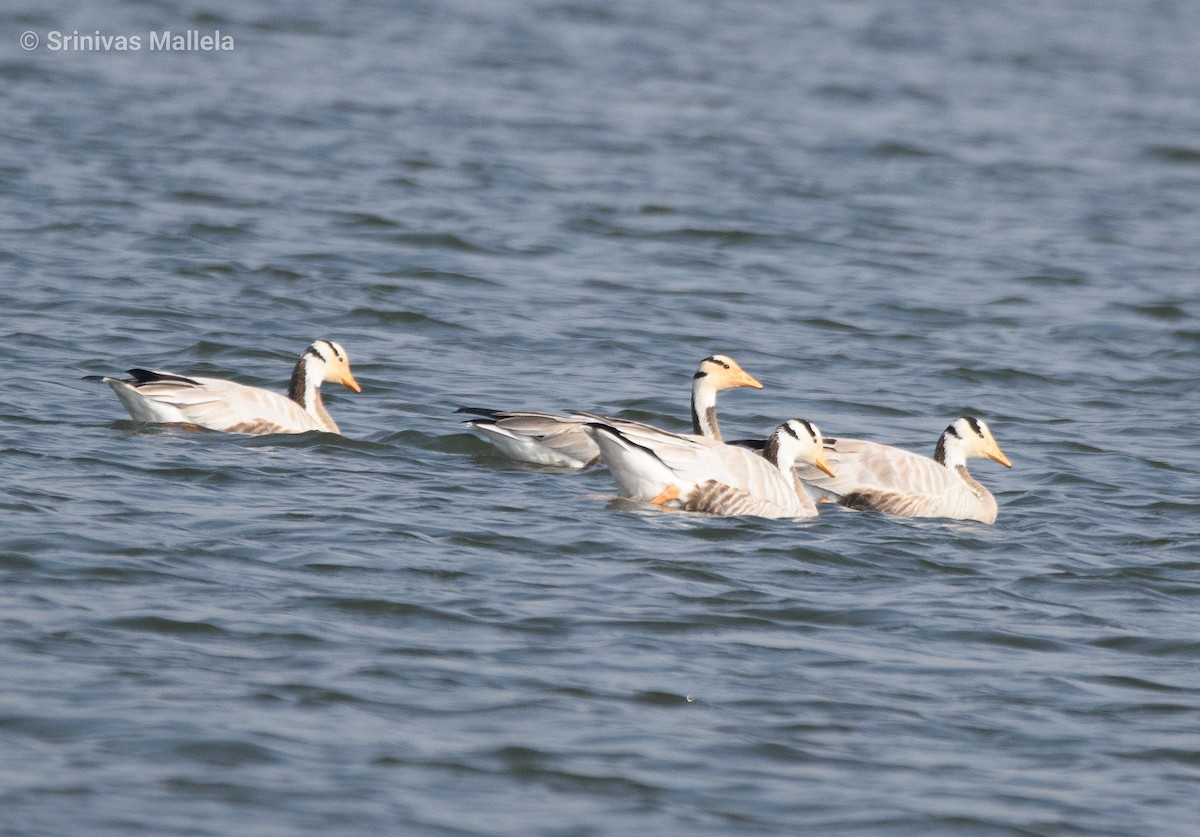 Bar-headed Goose - ML391614231