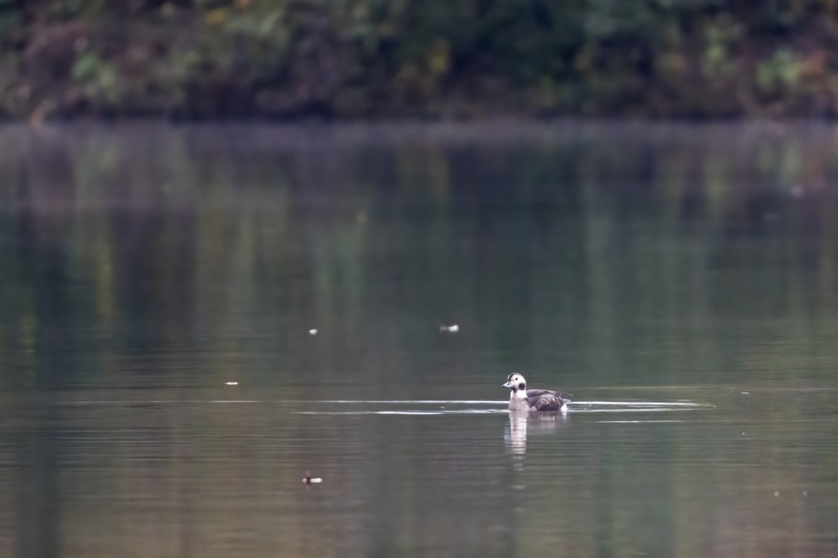 Long-tailed Duck - ML391614581
