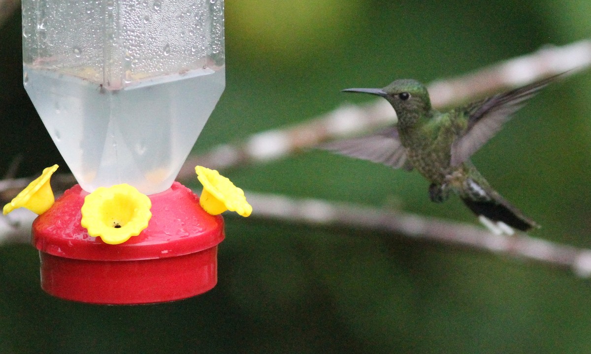 kolibřík skvrnitoprsý - ML39161461