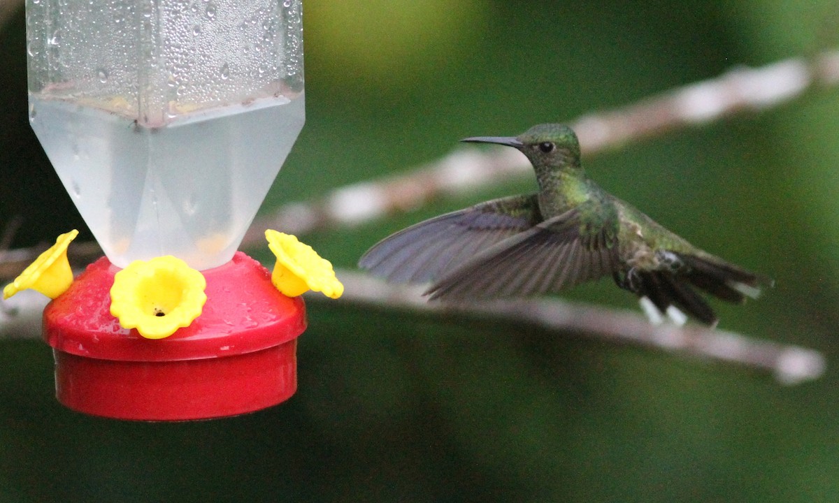 kolibřík skvrnitoprsý - ML39161471