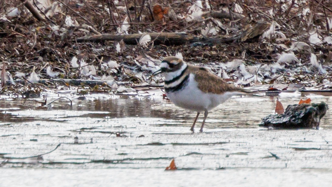 Killdeer - ML391614781