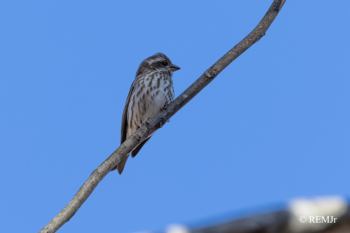 Purple Finch - ML391615531
