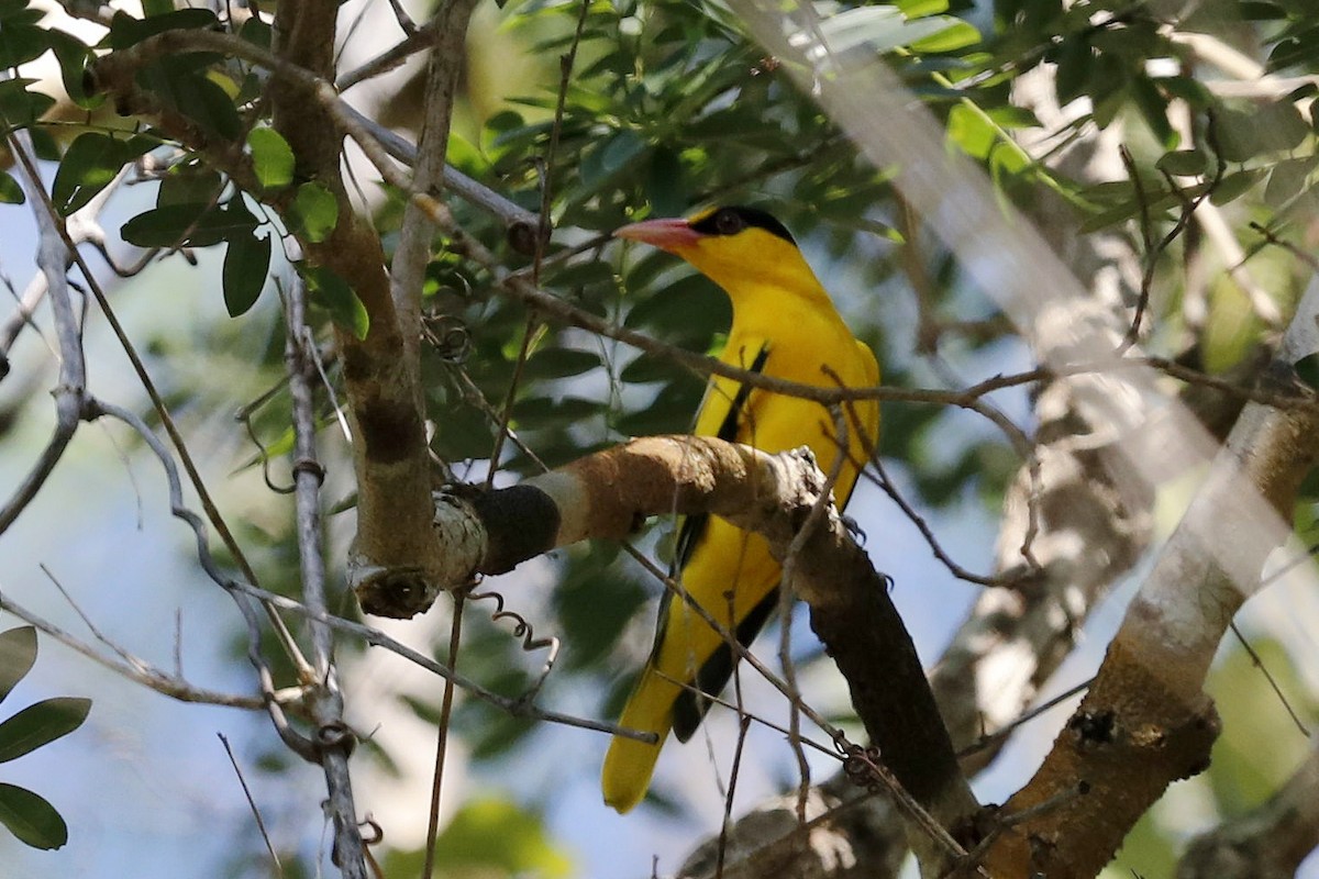 Black-naped Oriole - ML391619301