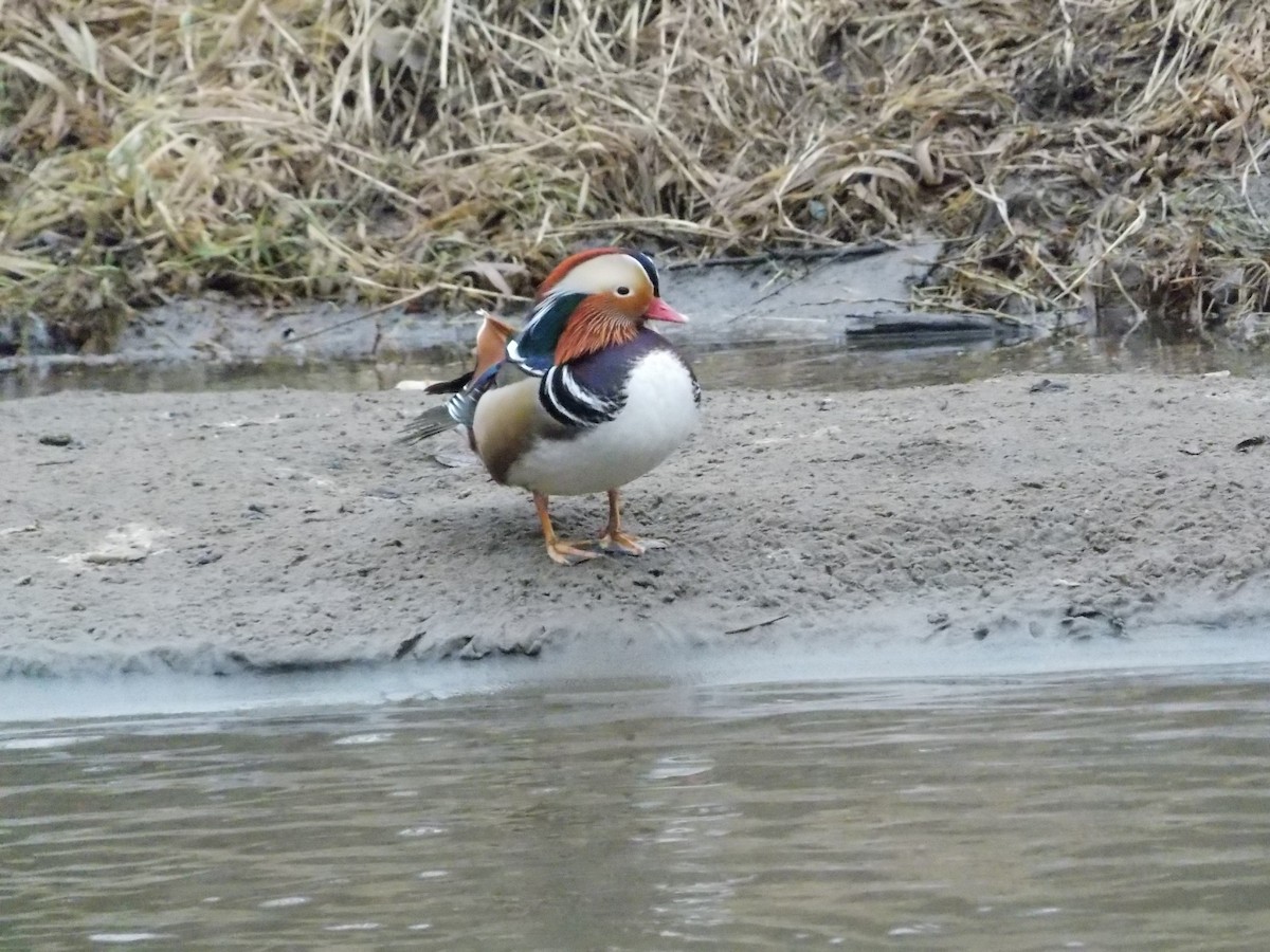 Mandarin Duck - Uliana Pakhlevanova