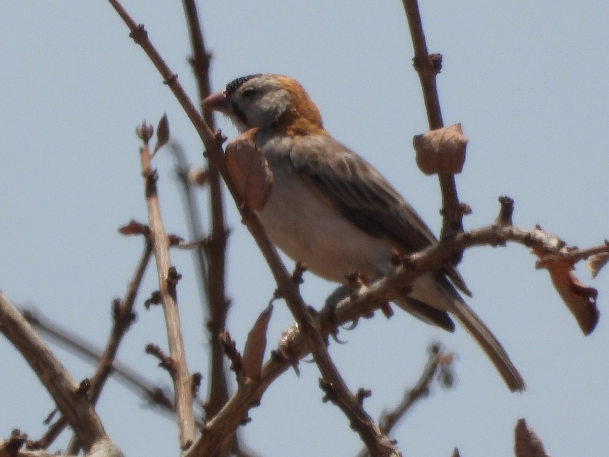 Speckle-fronted Weaver - ML391623671