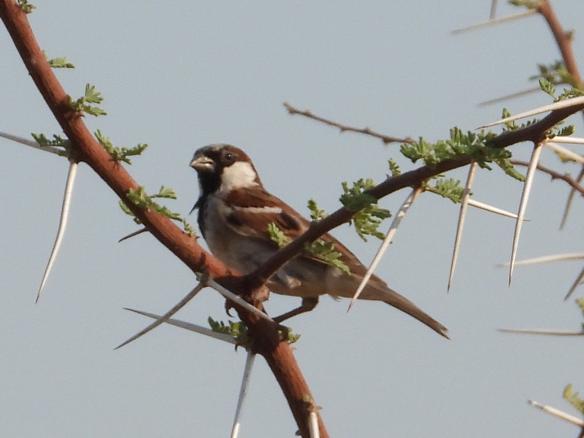 House Sparrow - ML391624461