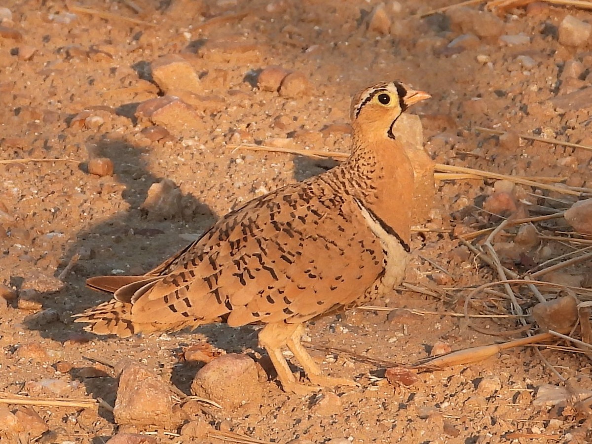 Black-faced Sandgrouse - ML391624551