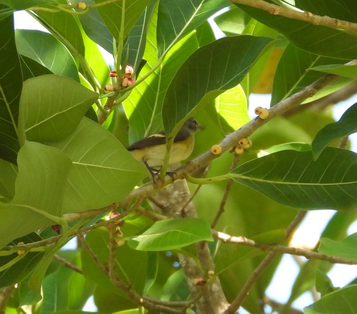 American Redstart - ML391625521