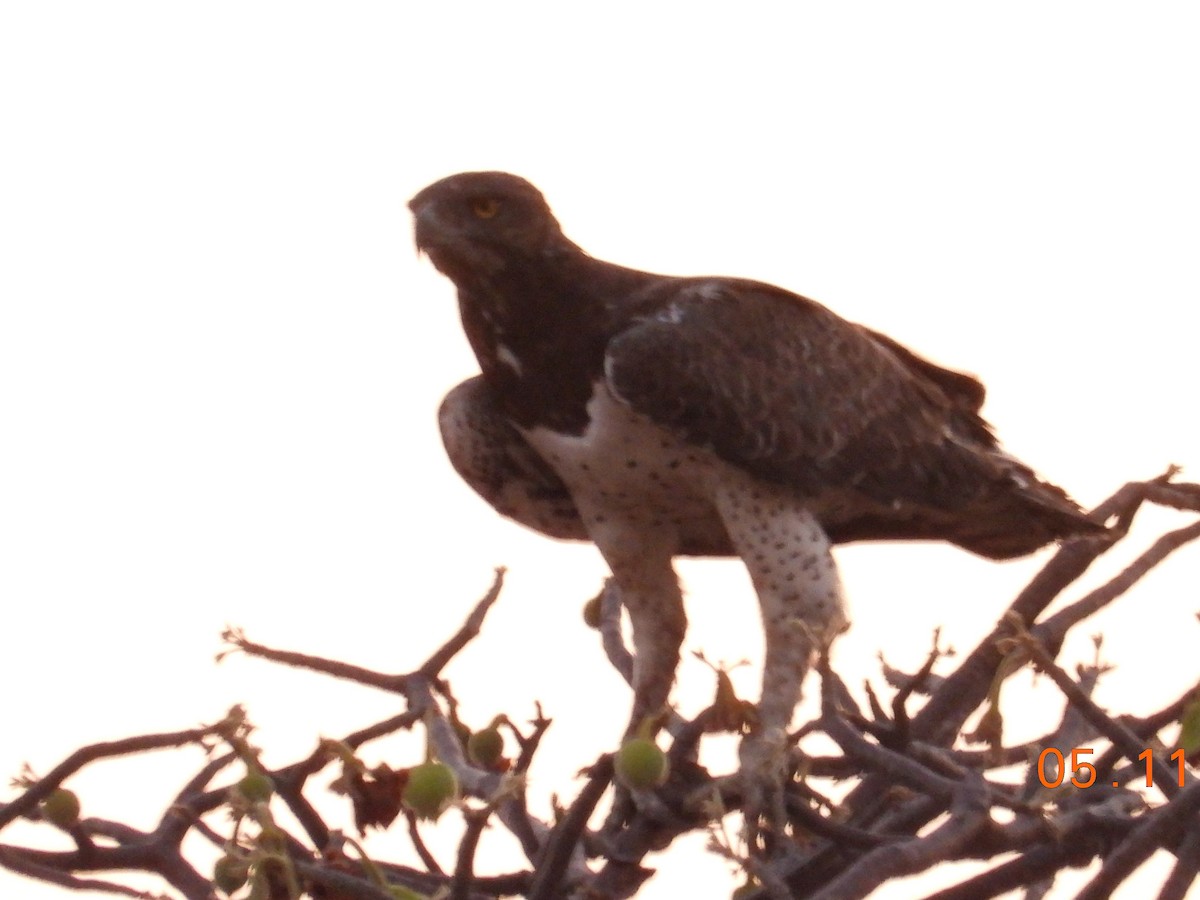 Martial Eagle - ML391625631