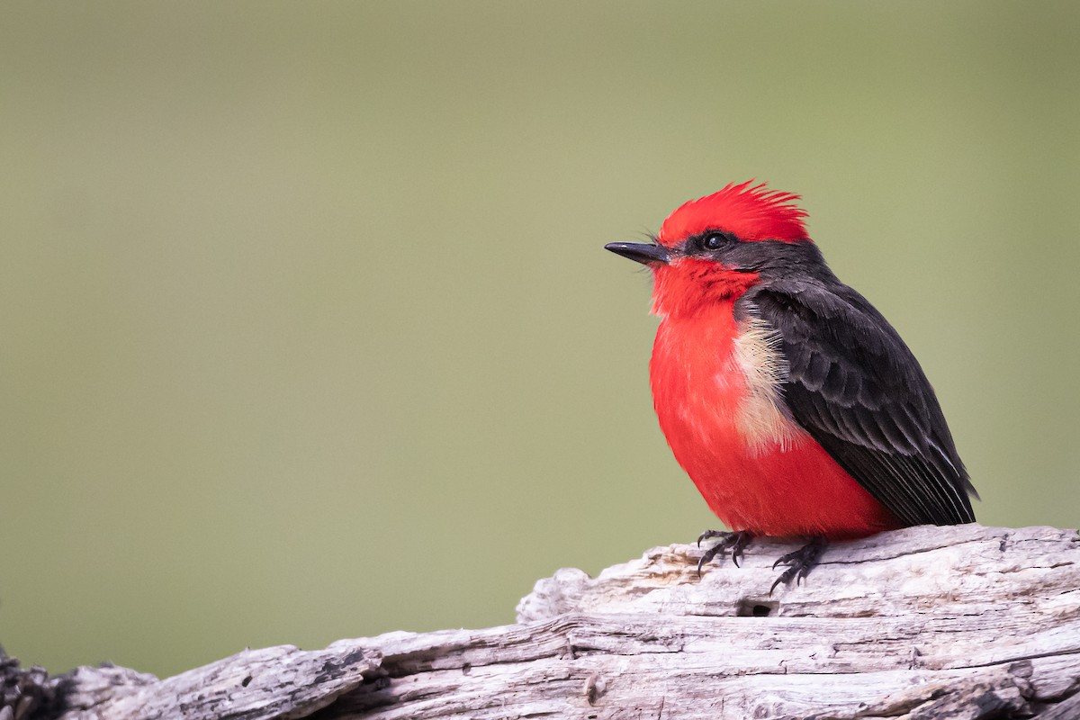 Vermilion Flycatcher - ML391626071