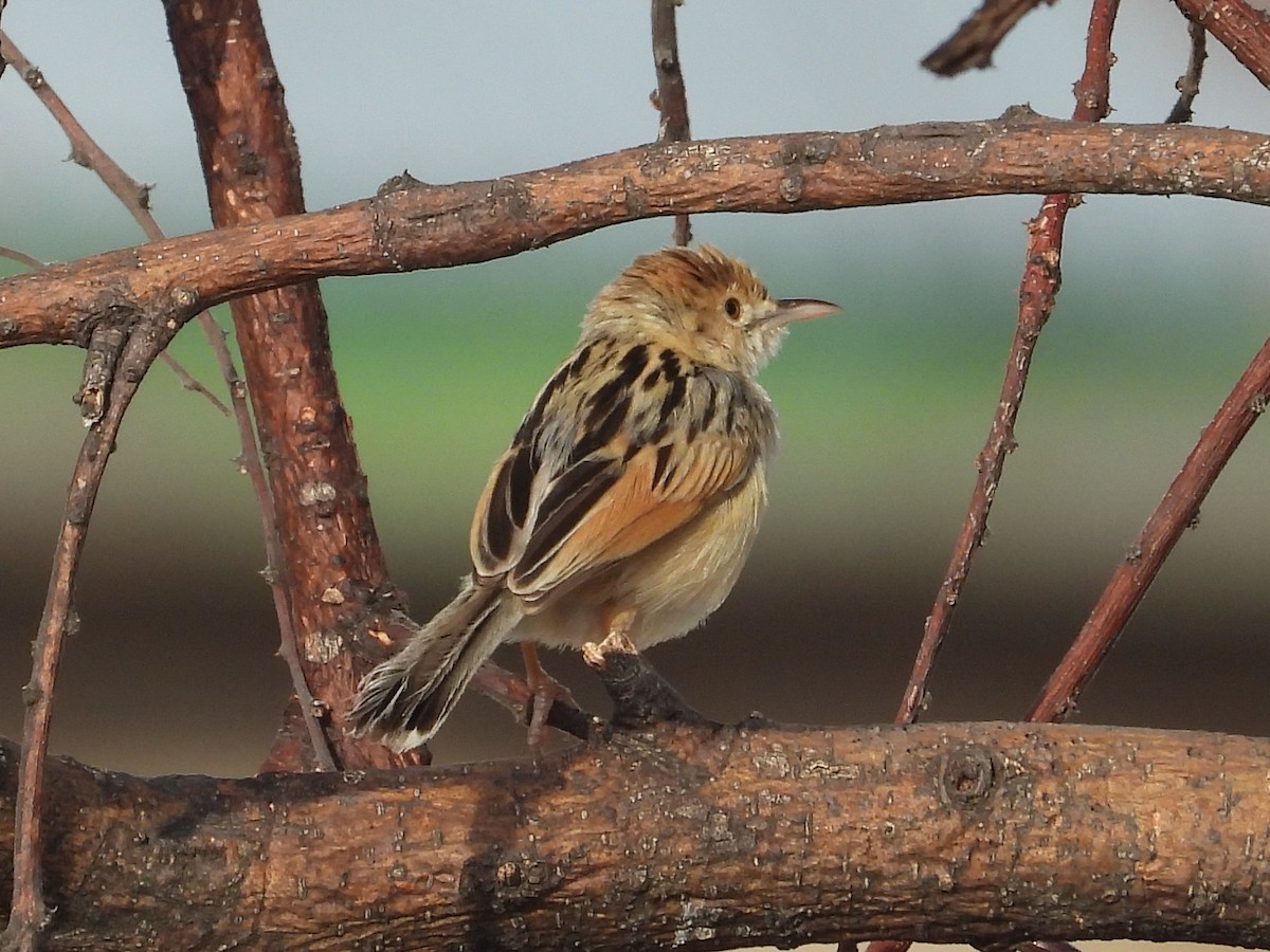 Winding Cisticola - ML391626711