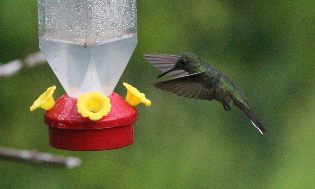 kolibřík skvrnitoprsý - ML39162701