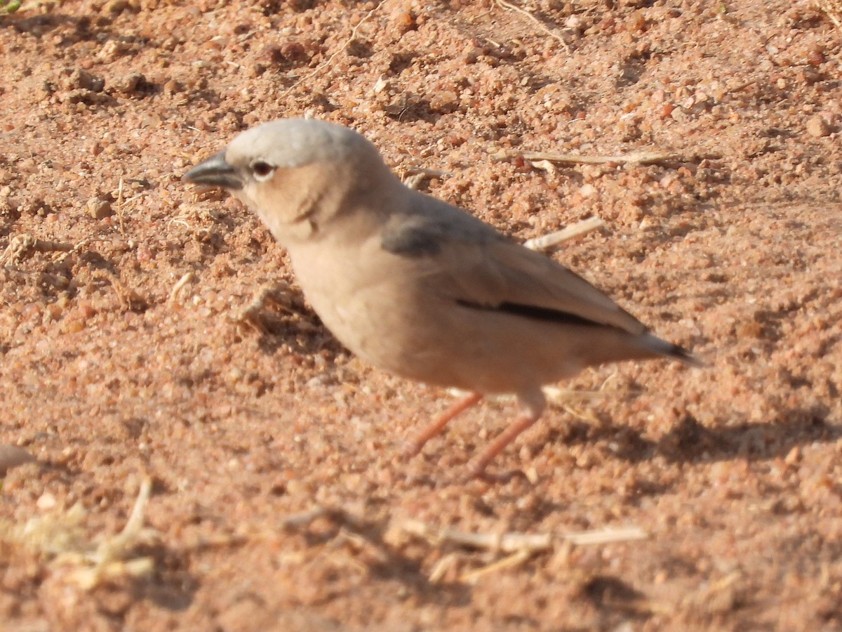 Gray-headed Social-Weaver - ML391627491