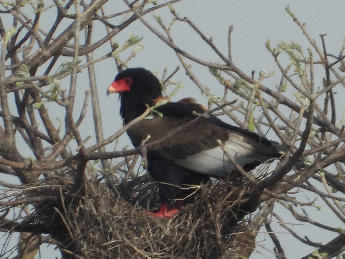 Águila Volatinera - ML391627701