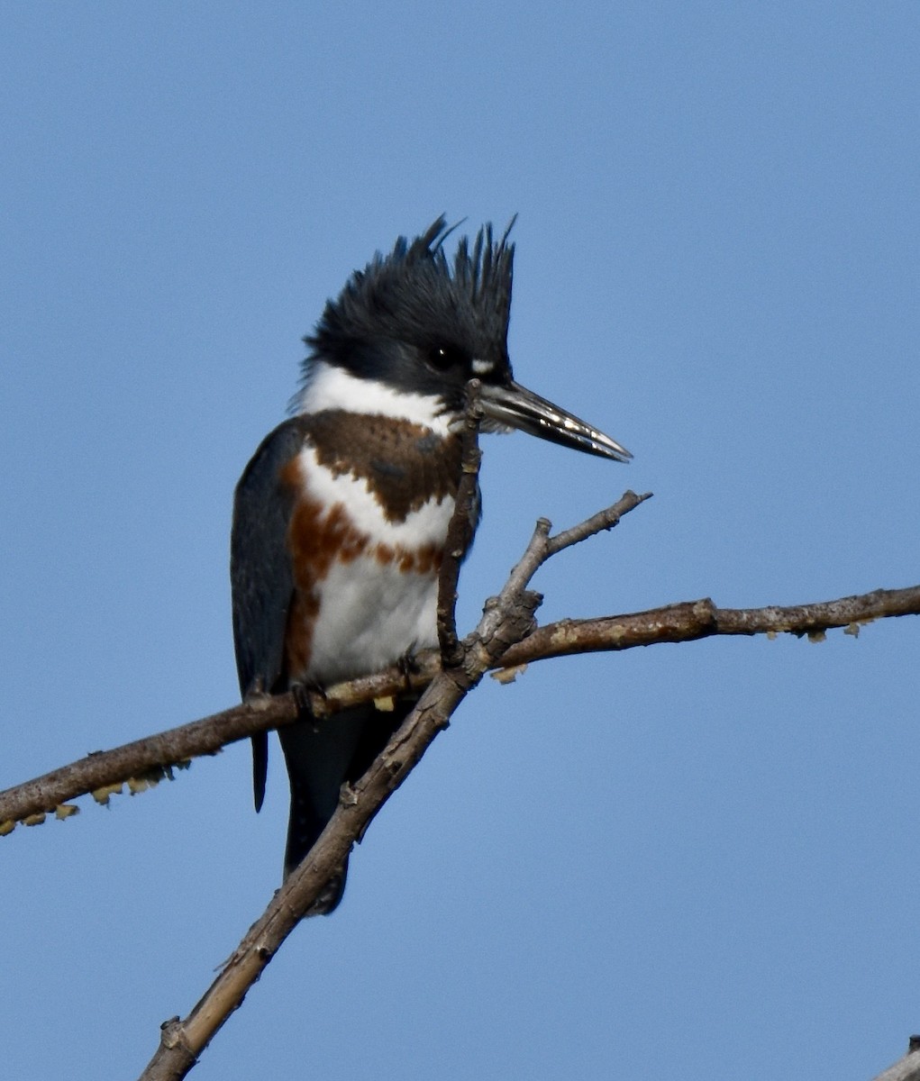 Belted Kingfisher - ML391628231