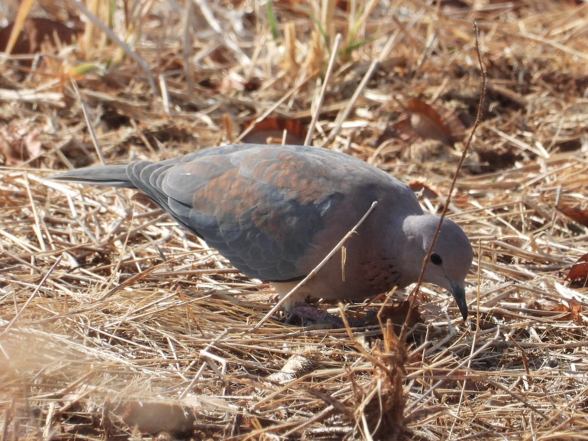 Tórtola Senegalesa - ML391628311