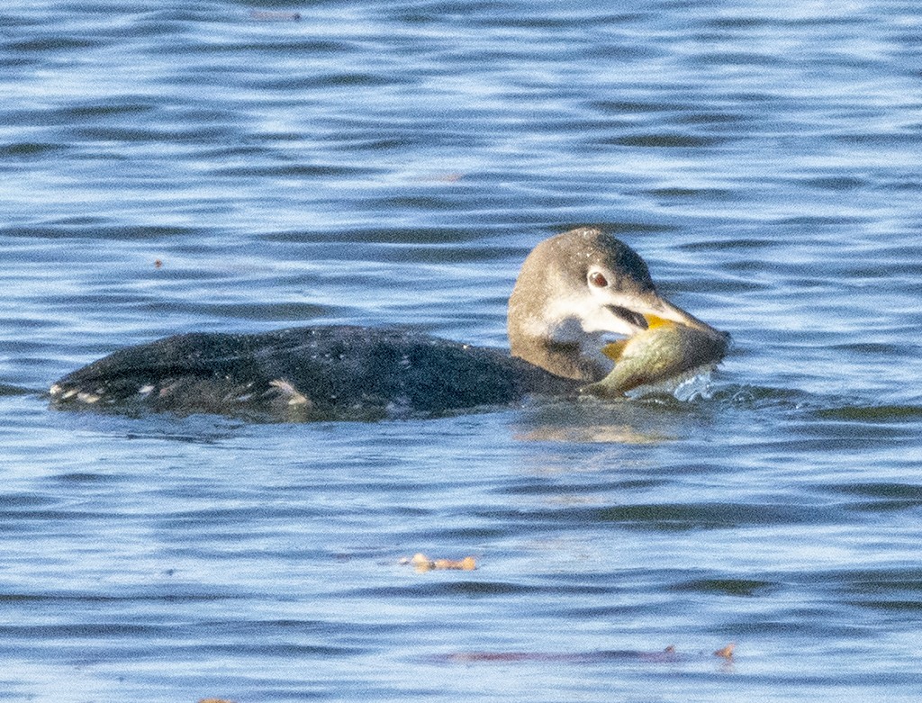 Common Loon - ML391628521