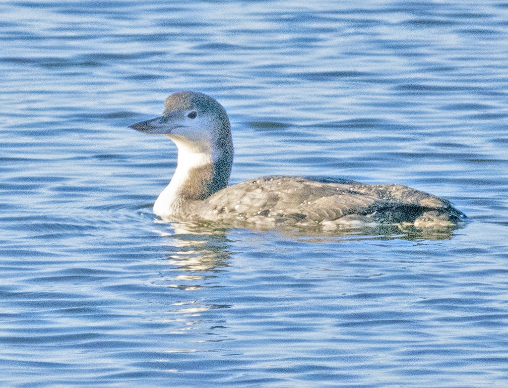 Common Loon - ML391628541