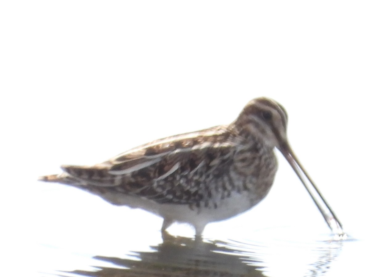 Great Snipe - ML391628631