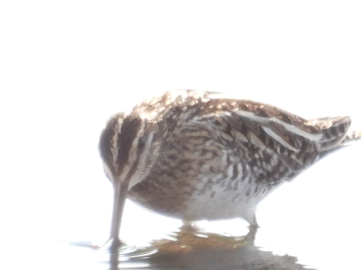 Great Snipe - ML391628761