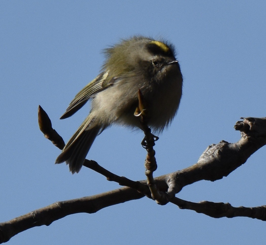 Golden-crowned Kinglet - ML391629451