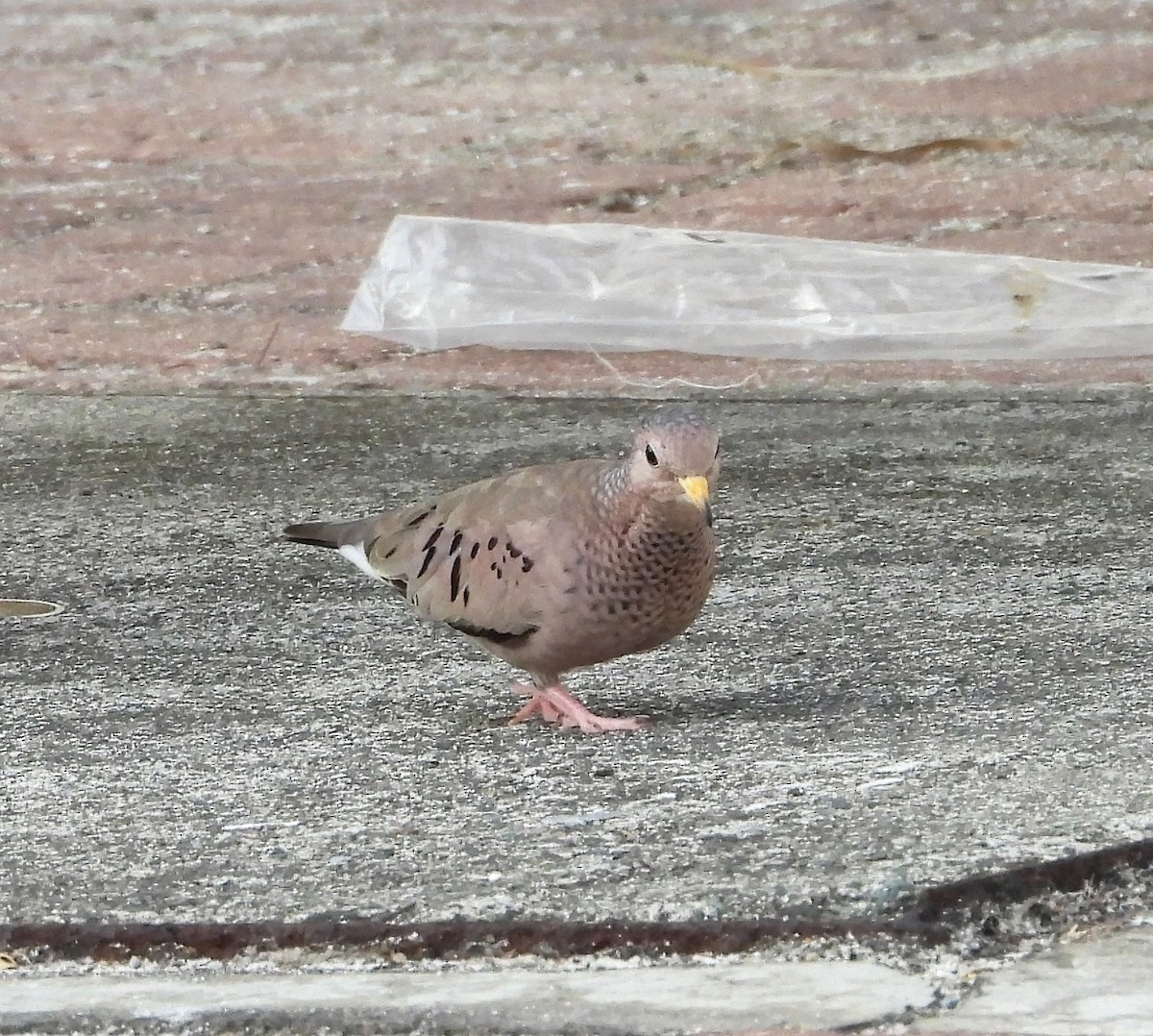 Common Ground Dove - ML391629691