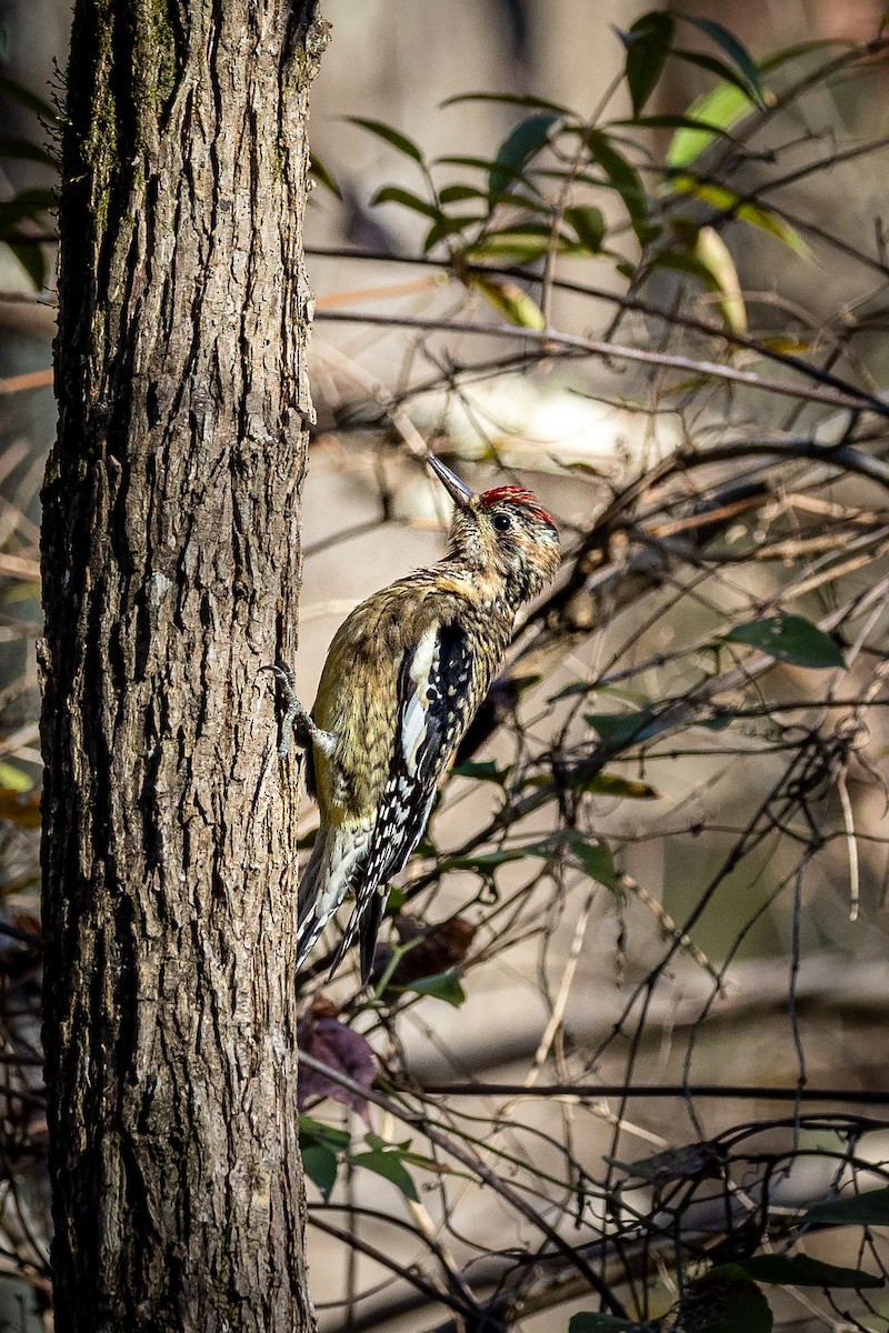 Yellow-bellied Sapsucker - ML391630321