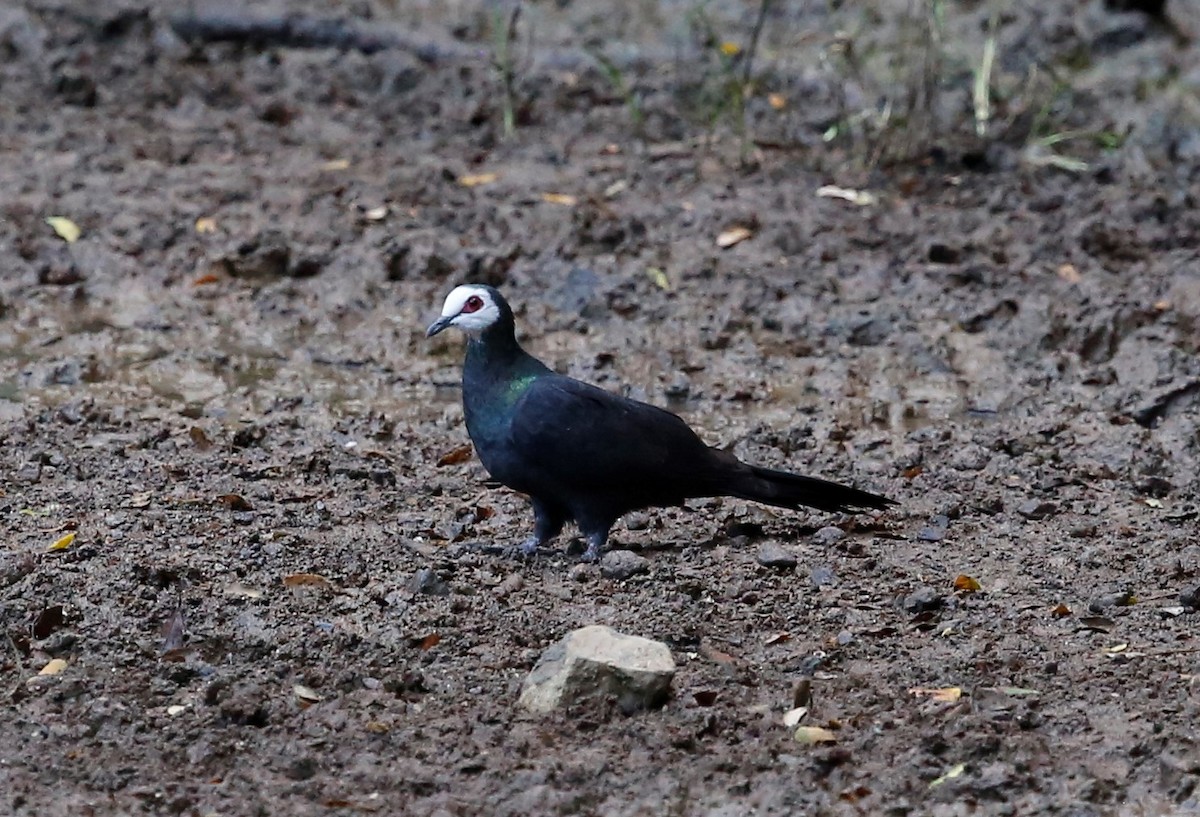 White-faced Cuckoo-Dove - ML391630371