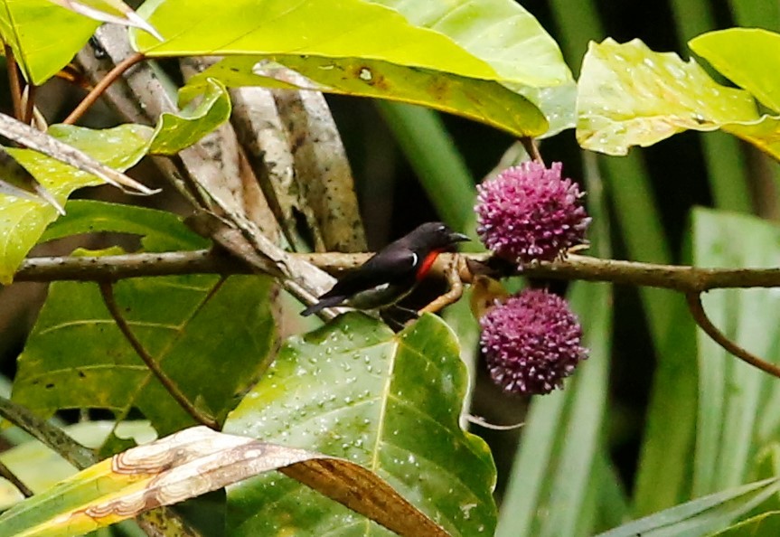 Gray-sided Flowerpecker - ML391630711