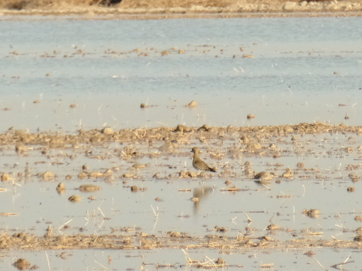 European Golden-Plover - ML391631981