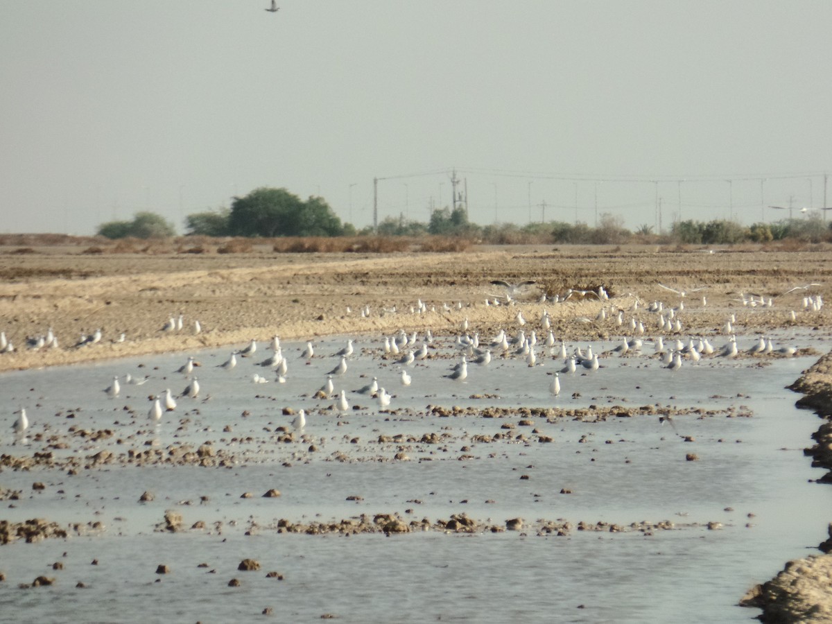 Black-headed Gull - ahmad mohammadi ravesh