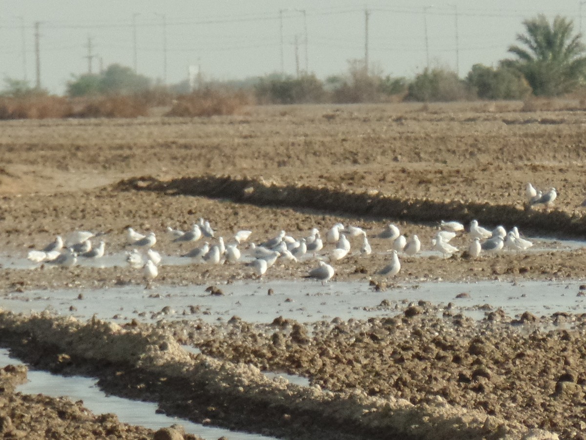 Black-headed Gull - ahmad mohammadi ravesh