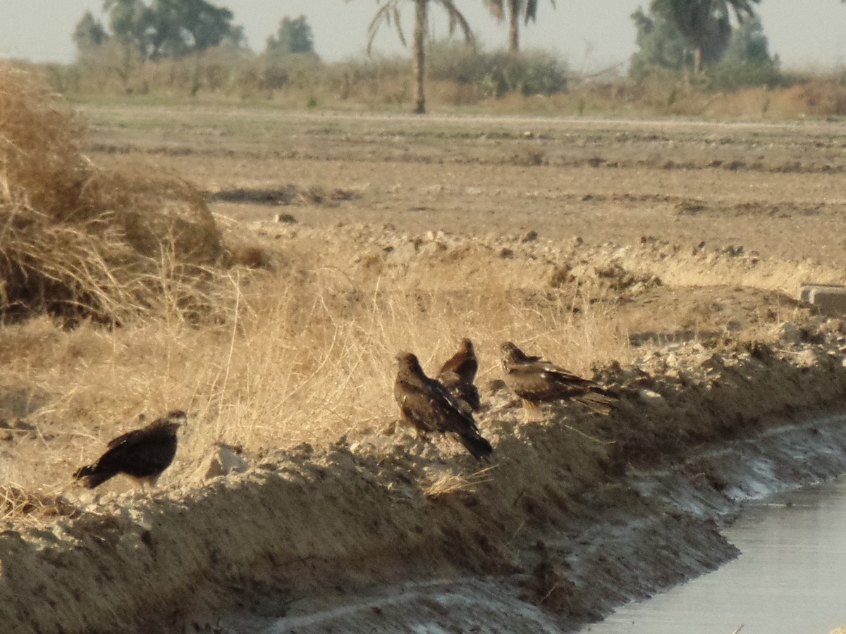 Black Kite (Black-eared) - ahmad mohammadi ravesh