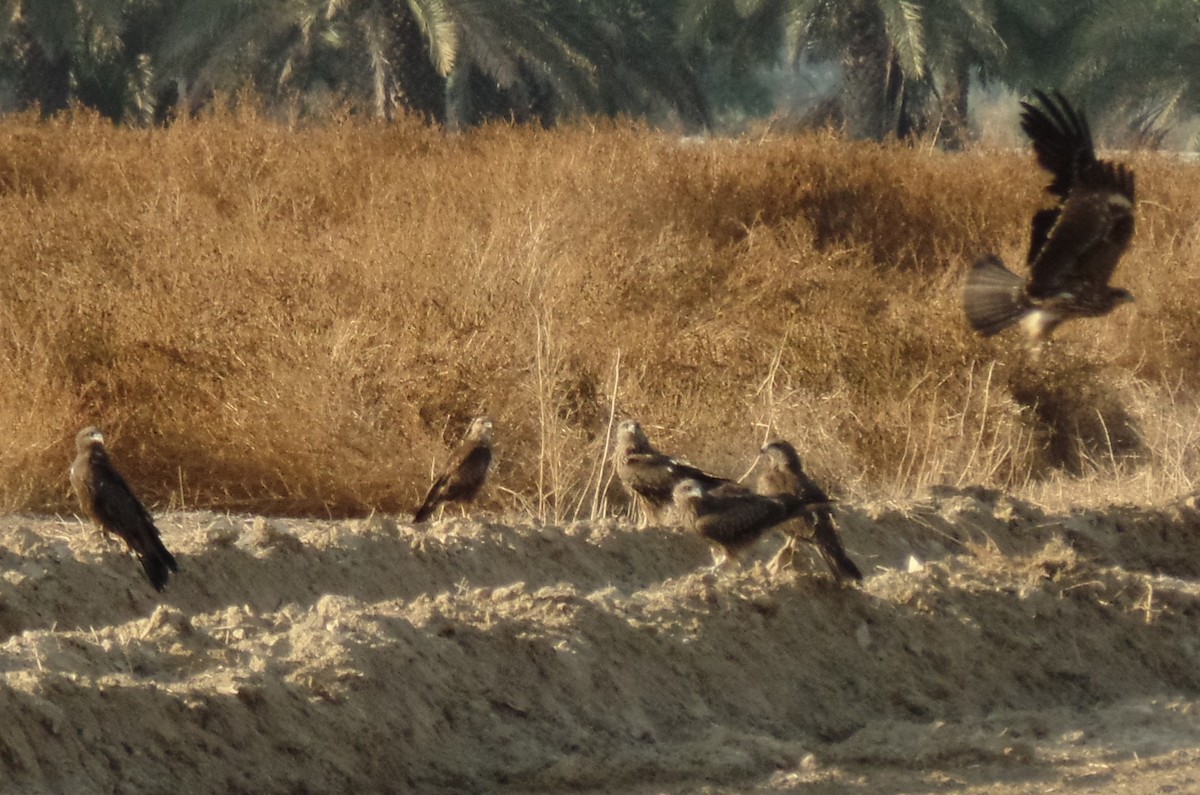 Black Kite (Black-eared) - ML391632391