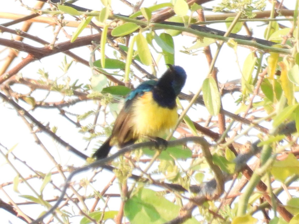 Variable Sunbird - ML391634011