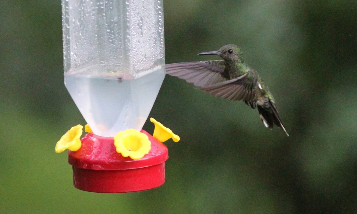kolibřík skvrnitoprsý - ML39163461